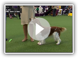 Spaniels (Welsh Springer) | Breed Judging 2020